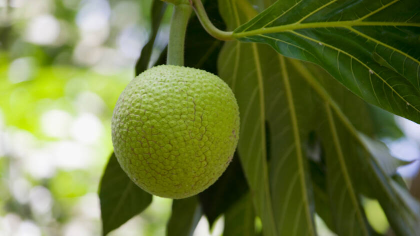 Fruit à pain frais sur arbre ingrédient farine sans gluten L'Amour du Goût Guadeloupe