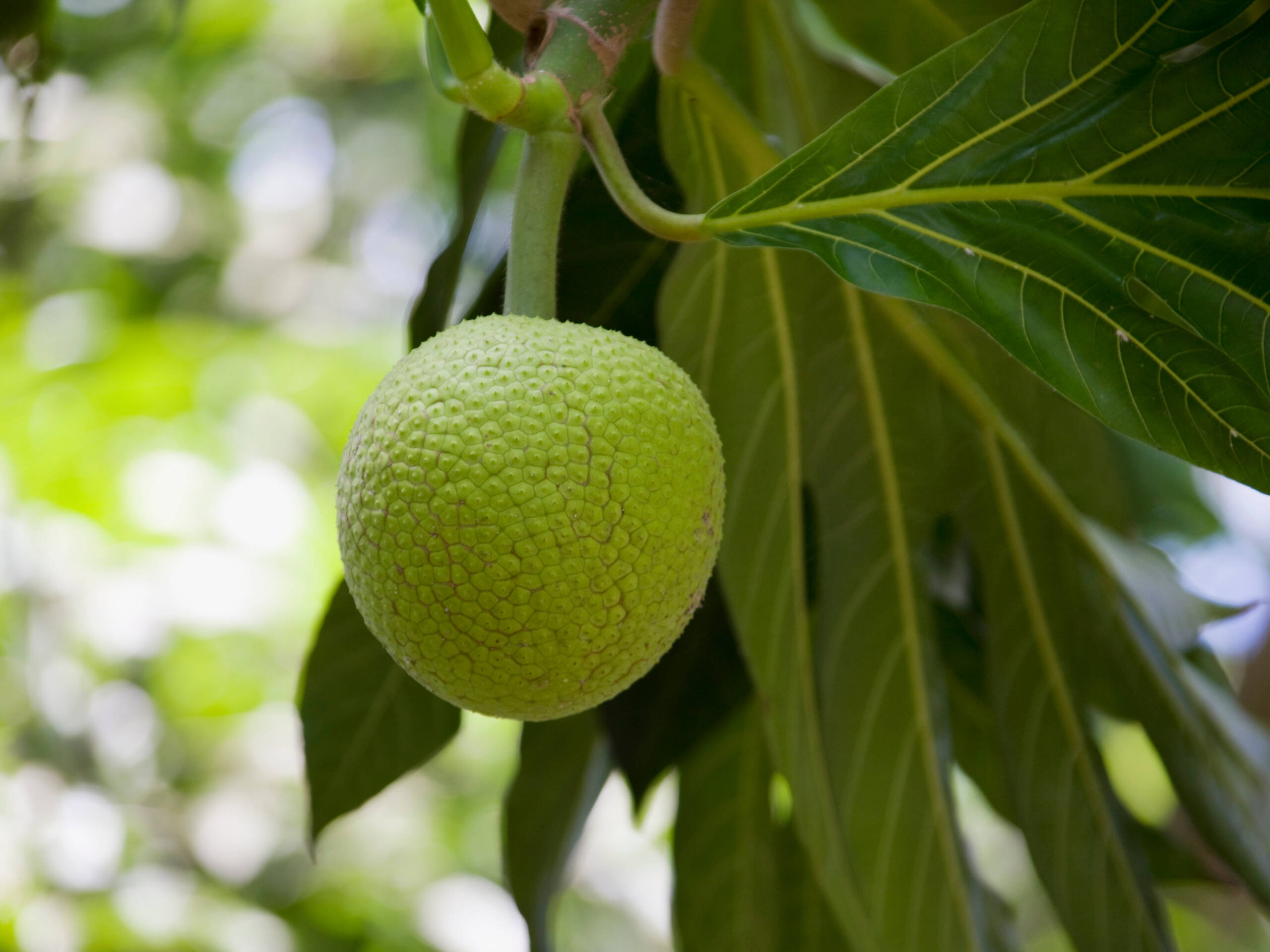 Fruit à pain frais sur arbre ingrédient farine sans gluten L'Amour du Goût Guadeloupe