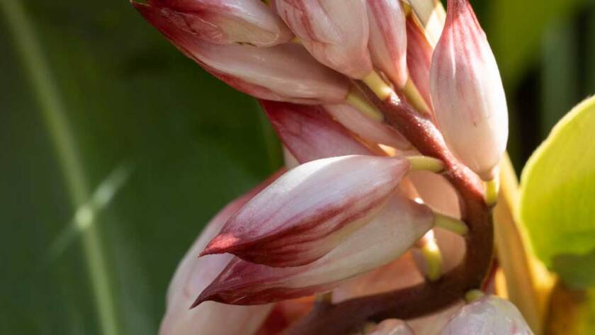 Fleurs atoumo Alpinia zerumbet plante aromatique créole Guadeloupe boisson naturelle L'Amour du Goût