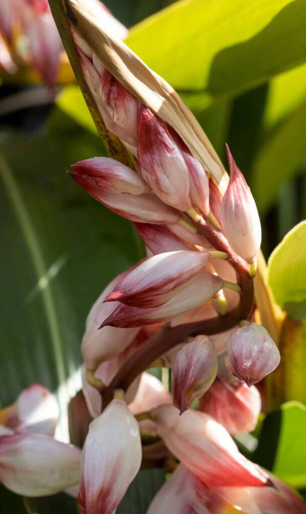 Fleurs atoumo Alpinia zerumbet plante aromatique créole Guadeloupe boisson naturelle L'Amour du Goût